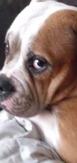 Close-up of an adorable brown Boxer dog with a cute expression.