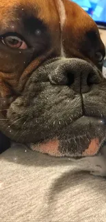 Close-up of adorable Boxer dog face in a cozy setting.