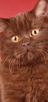 Adorable brown cat with amber eyes on a red background.