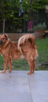 Cute brown dog standing in a green garden with trees.