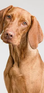 Portrait of a brown dog against a white background, ideal for phone wallpaper.