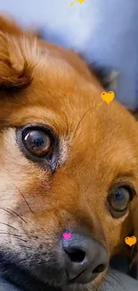 Adorable brown dog with hearts on wallpaper.