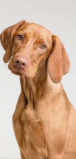 Portrait of an adorable brown dog with a curious expression on a neutral background.