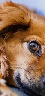 Close-up of a cute brown dog lying calmly.