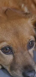 Adorable brown dog with expressive eyes resting on a soft surface.