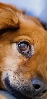 Adorable brown dog close-up with expressive eyes.