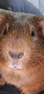 Adorable brown guinea pig with a curious look.