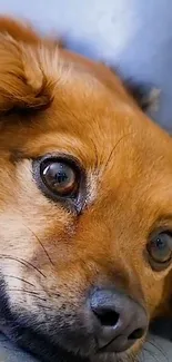 Adorable brown dog resting with soft expression.