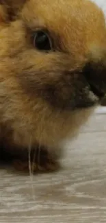 Adorable close-up of a brown rabbit on wooden floor.