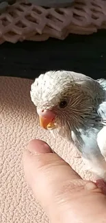 Adorable budgie perched on a finger in gentle light.