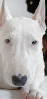 Adorable white Bull Terrier close-up portrait.