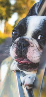 Bulldog enjoying car ride with head out window.