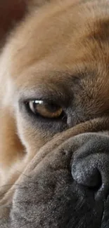 Close-up of an adorable bulldog's face, highlighting its expressive eyes.