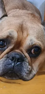 Adorable bulldog laying down on wooden floor.