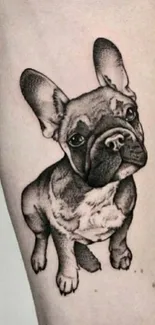 Realistic black and white bulldog tattoo design on forearm.