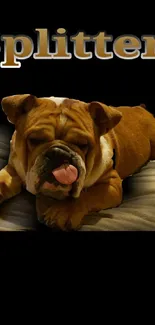 Adorable bulldog lying down with tongue out.