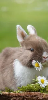 Adorable bunnies in a meadow with daisies on a mobile wallpaper.