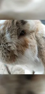 Close-up photo of a cute bunny with soft fur in neutral tones.