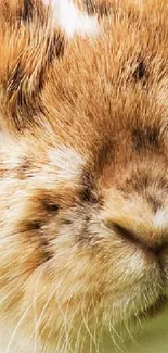 Close-up of an adorable fluffy brown bunny face.