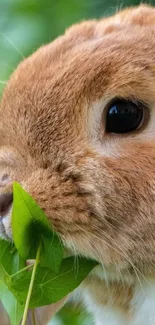 Adorable brown bunny eating green leaf wallpaper.