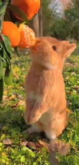 Bunny standing and eating an orange in a garden.