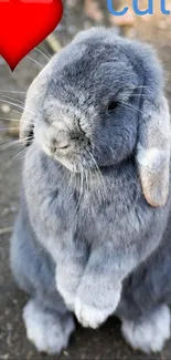 Gray bunny with red heart and 'cute' text mobile wallpaper.