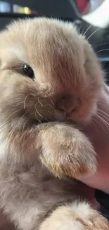 Cute brown bunny cuddled in hand on mobile wallpaper.