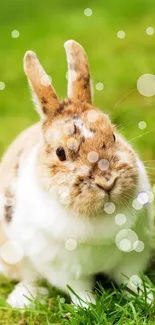 Adorable bunny sitting on green grass with bokeh effect.