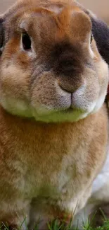 Cute brown bunny sitting on green grass