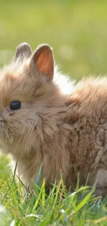 Fluffy bunny sitting in a green field.