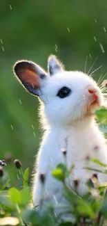 Cute bunny in a lush green meadow.