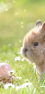 Fluffy bunny beside pastel Easter eggs in spring grass.