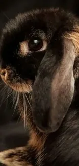 Adorable bunny with soft, dark fur.