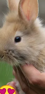 Adorable fluffy bunny cradled in hands.