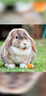 Adorable bunny sitting on grass with a carrot.