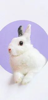 Cute white bunny in a lavender circle.