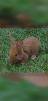 Adorable brown bunny sitting on green grass.