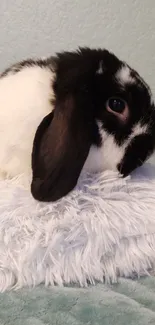 Black and white bunny on soft cushions.