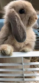 Adorable fluffy bunny with long ears in a basket.