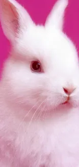 Fluffy white bunny on a vibrant pink background.