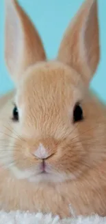 Cute fluffy bunny with light blue background wallpaper.