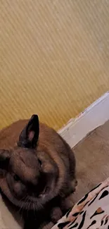 Adorable bunny sitting by a yellow wall with a patterned surface nearby.