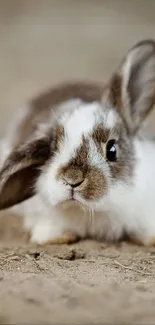 Adorable brown and white bunny on the ground, with soft earthy background.