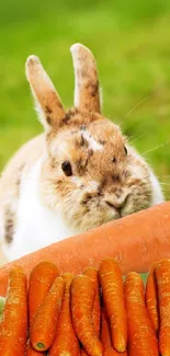 Cute bunny with a pile of carrots on lush green grass.