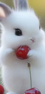 Adorable white bunny holding a cherry.