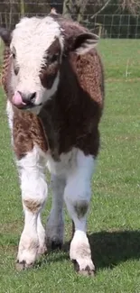 Cute brown and white calf standing in a green pasture.