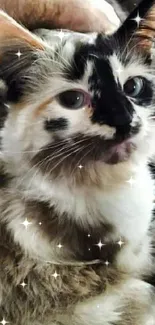 Adorable calico cat lying on a cozy blanket.