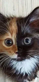 Adorable calico kitten with unique fur pattern sitting on a wooden floor.