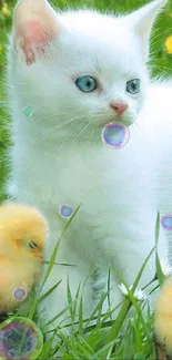 White cat and yellow chicks in a green field with wildflowers.