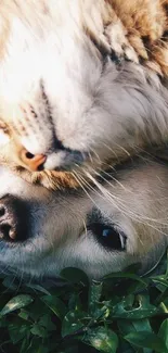 Cuddling cat and dog on green grass wallpaper.